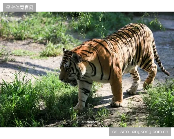 格劳津门虎表现平平：从“门虎”到“虎表现”的转型之旅